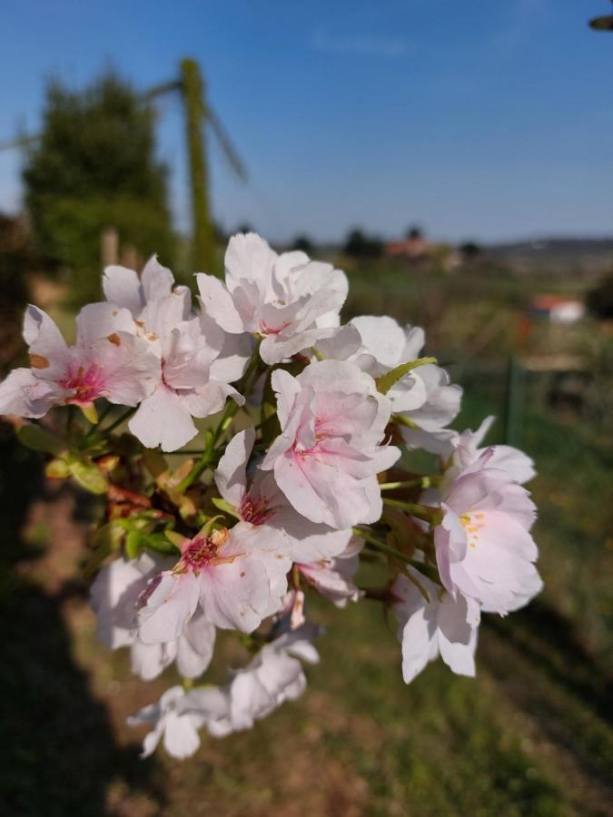 Bed and Breakfast La Collina Delle Acacie Grumolo Pedemonte Zewnętrze zdjęcie